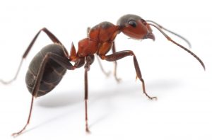 Ant main image
