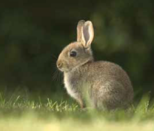 Rabbit main