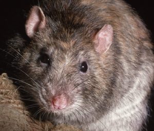 Rats and miceimage