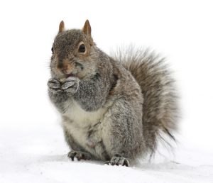 Squirrel image