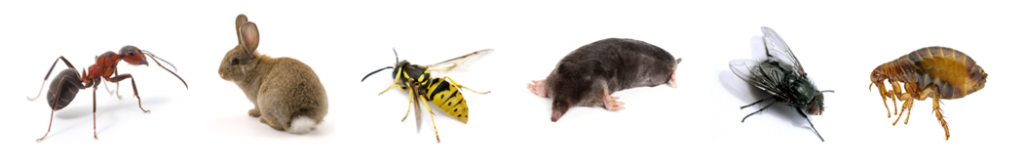 banner images
