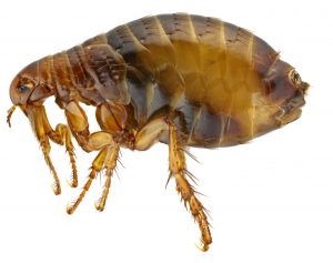 flea image