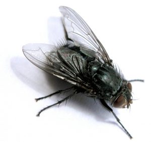 fly image