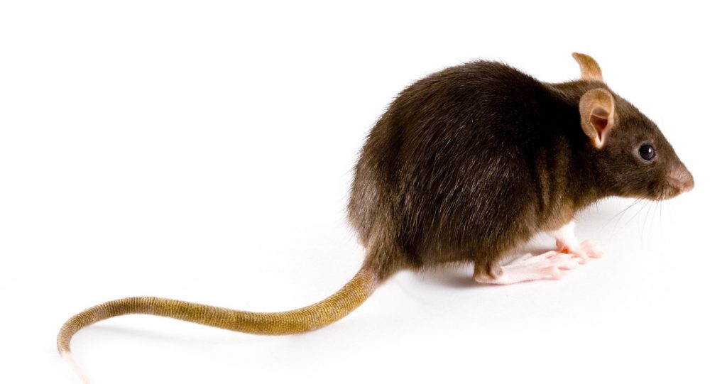 rat image