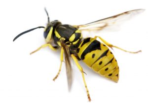 wasp main image