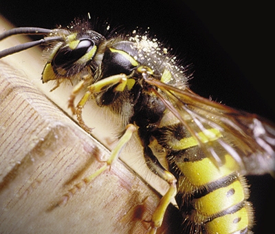 wasps main